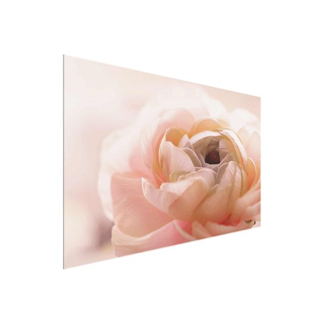 Bilder Rosa Blüte im Fokus