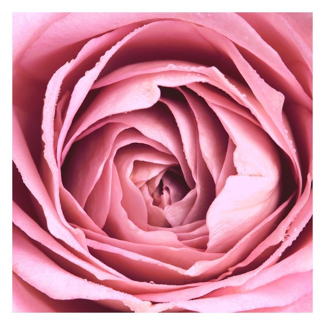 Tapeten kaufen Rosa Rosenblüte