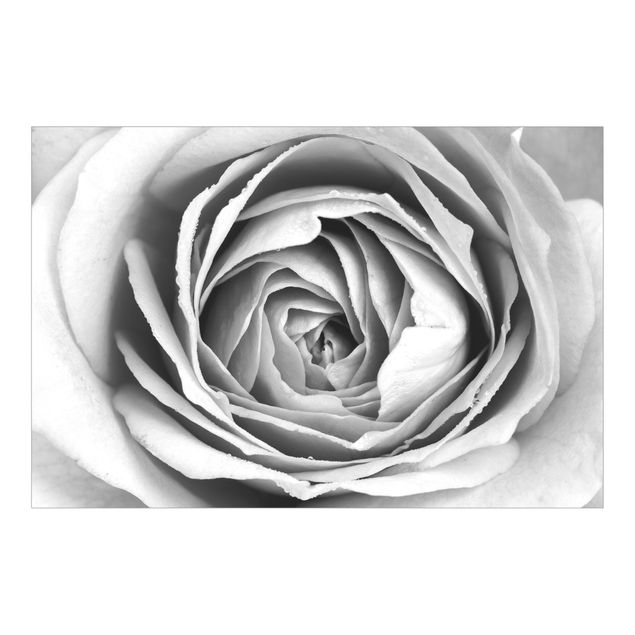 schöne Tapeten Rosa Rosenblüte Schwarz-Weiß