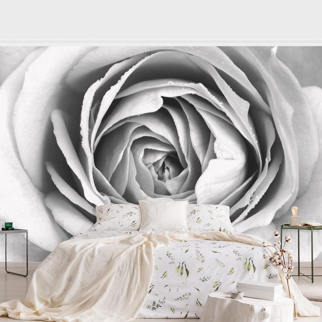 Tapete Rosen Rosa Rosenblüte Schwarz-Weiß