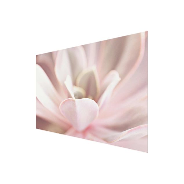 Glasbild - Rosane Sukkulentenblüte - Querformat