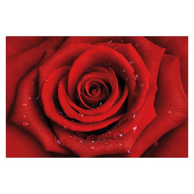 Tapete selbstklebend Rote Rose mit Wassertropfen
