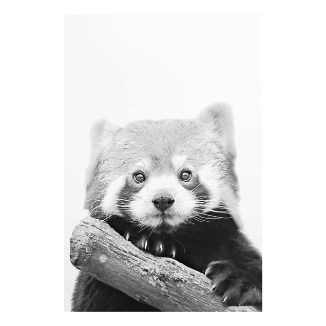 Bilder auf Glas Roter Panda in Schwarz-weiß