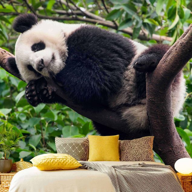 Tapete Baum Schlafender Panda auf Ast