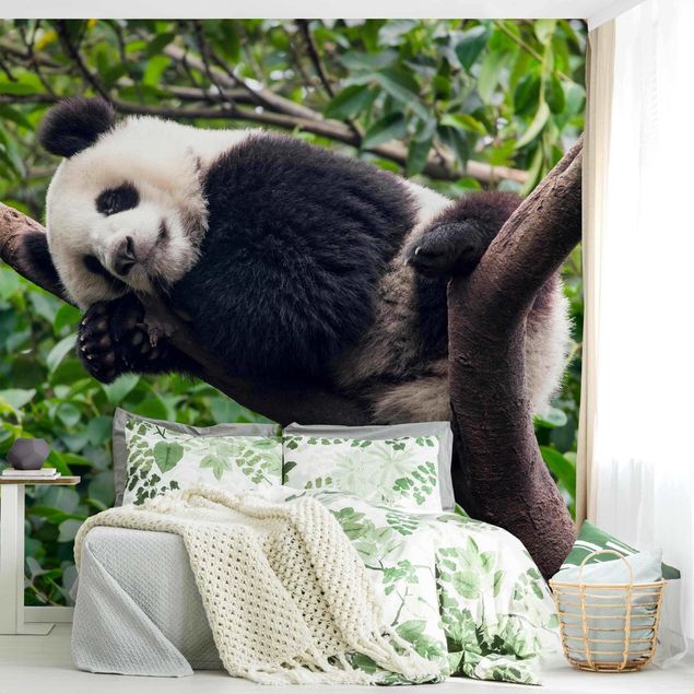 Tapete Pflanzen Schlafender Panda auf Ast