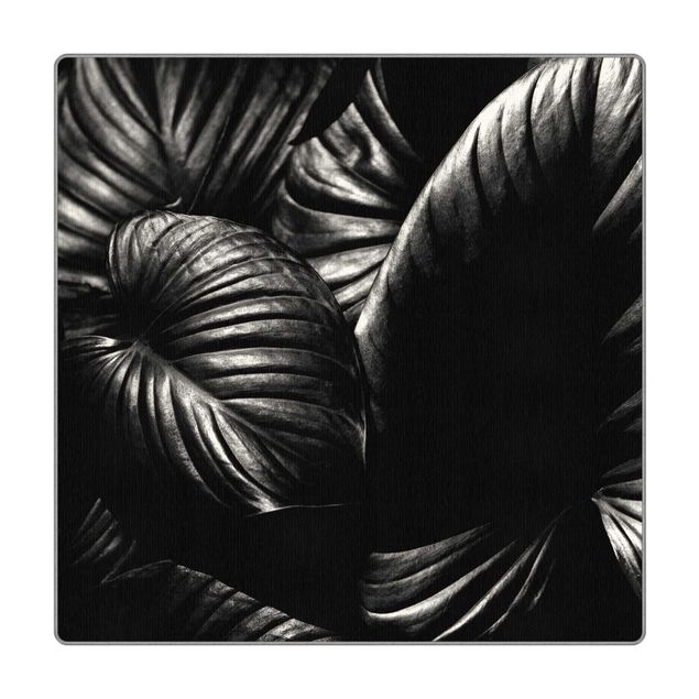 Kubistika Bilder Schwarz Weiß Botanik Hosta