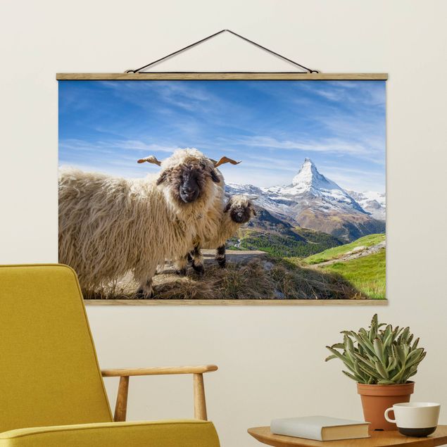 Bilder Schwarznasenschafe von Zermatt
