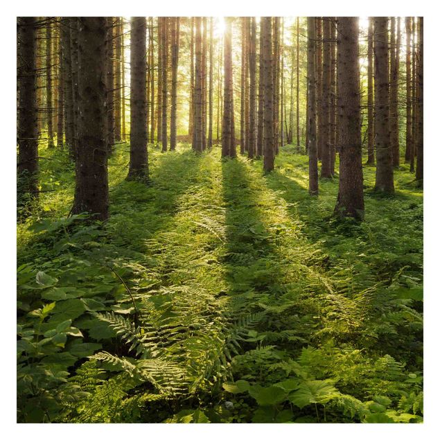 selbstklebende Tapete Sonnenstrahlen in grünem Wald