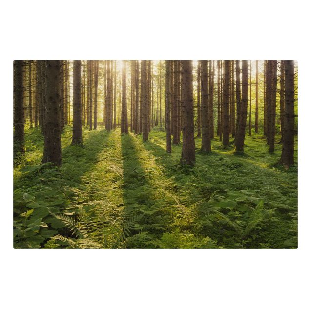 schöne Leinwandbilder Sonnenstrahlen in grünem Wald