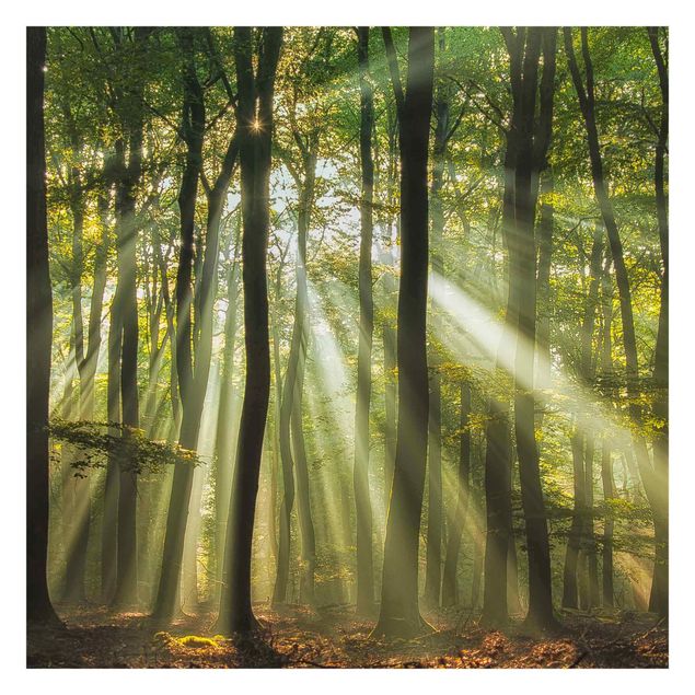 Fototapete - Sonnentag im Wald