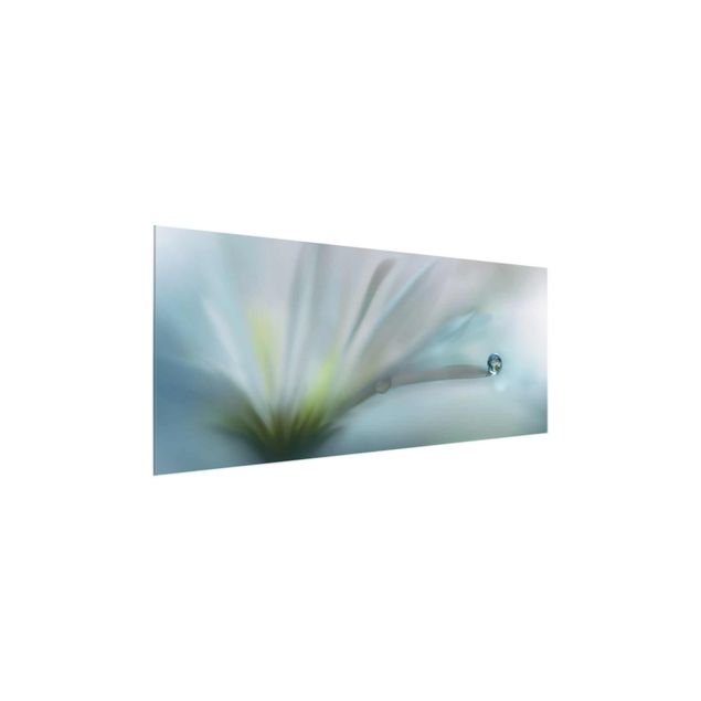 Glas Wandbilder Tautropfen auf weißer Blüte