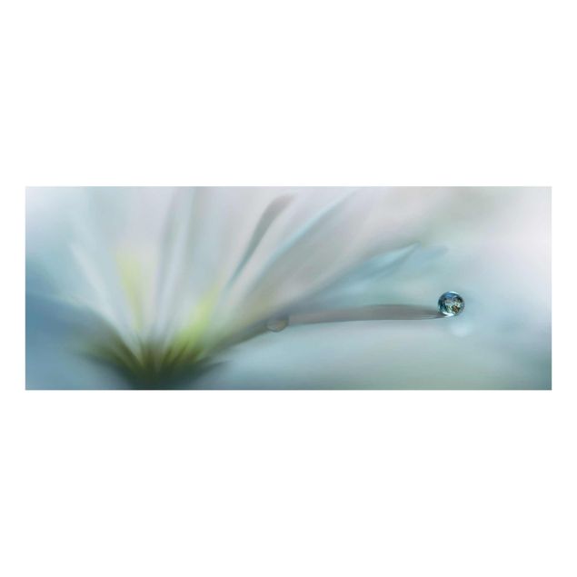 Glasbild - Tautropfen auf weißer Blüte - Panorama