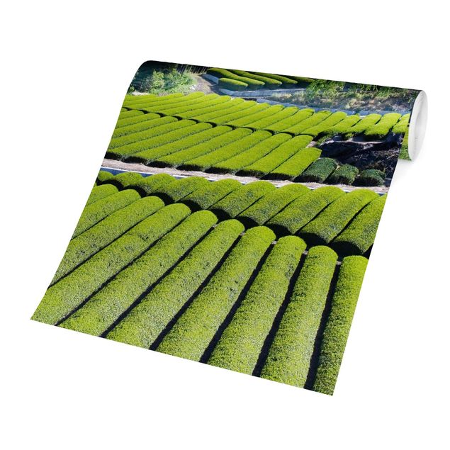 schöne Tapeten Teefelder vor dem Fuji