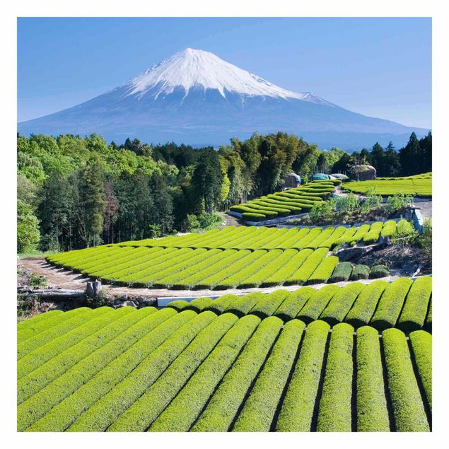 Fototapete selbstklebend Teefelder vor dem Fuji