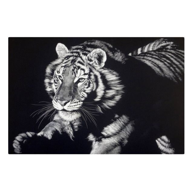 Leinwandbilder Tiger im Sonnenlicht vor Schwarz