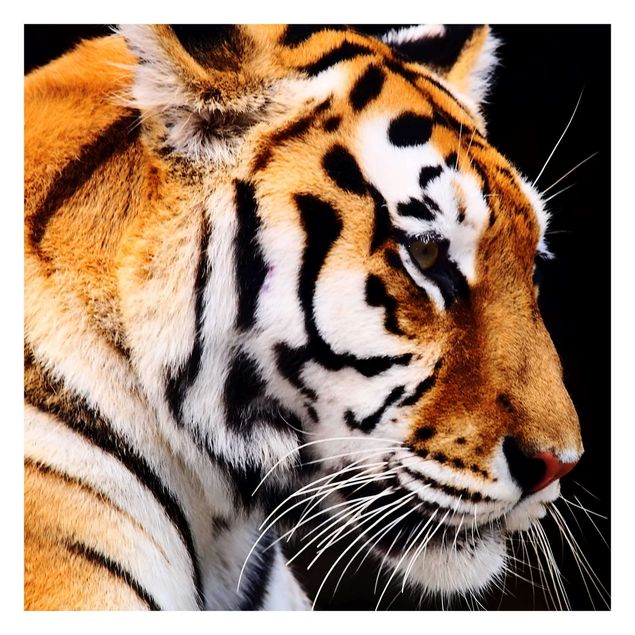 Fototapete - Tiger Schönheit