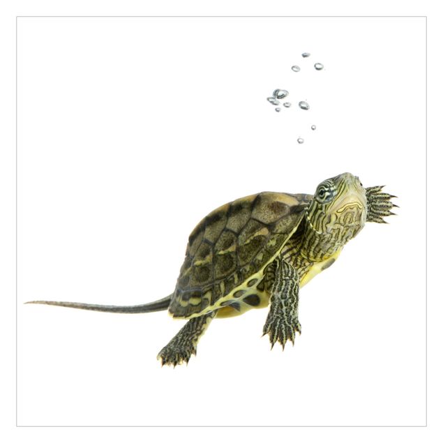Fototapete - Turtle in Motion