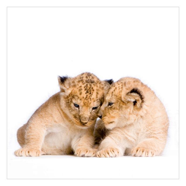 Fototapete - Two Lion Babys