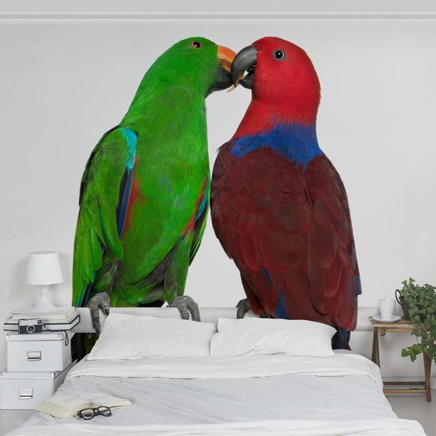 Tier Tapeten Verliebte Papageien
