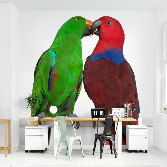 schöne Tapeten Verliebte Papageien