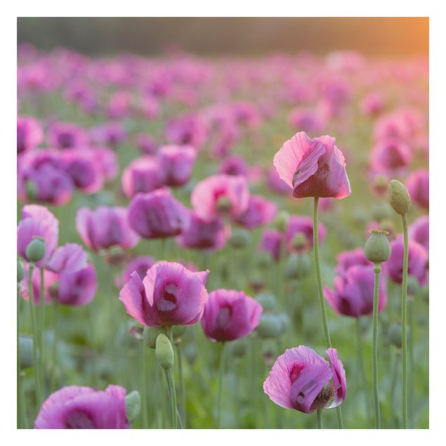 schöne Tapeten Violette Schlafmohn Blumenwiese im Frühling