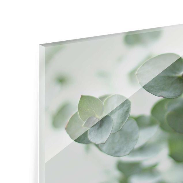 Glasbild - Wachsende Eukalyptuszweige - Querformat