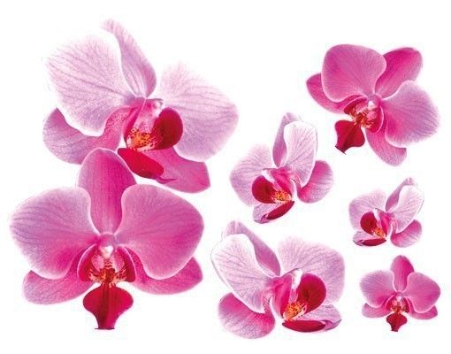 Wandtattoos Orchideen Rosa Orchideen