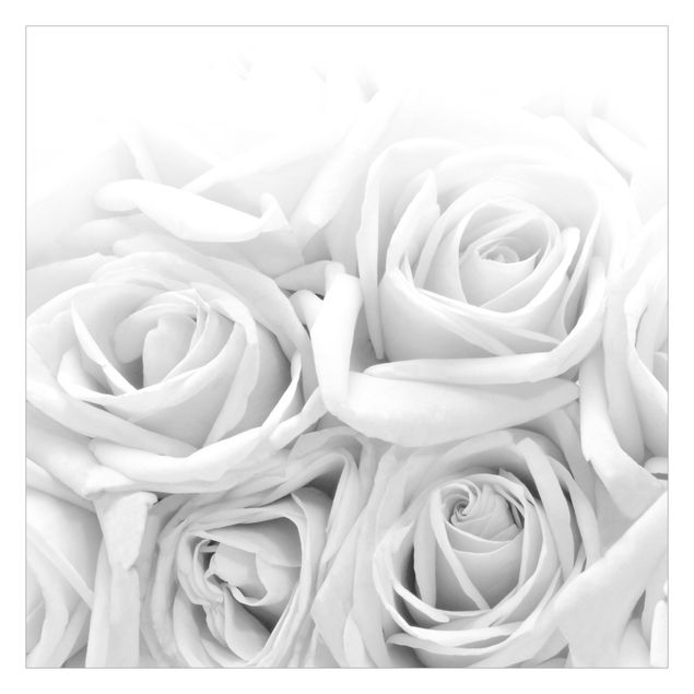 schöne Tapeten Weiße Rosen Schwarz-Weiß