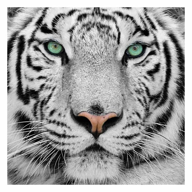 Fototapete - Weißer Tiger