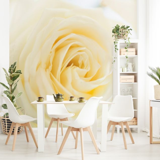 Tapete Blumen White Rose