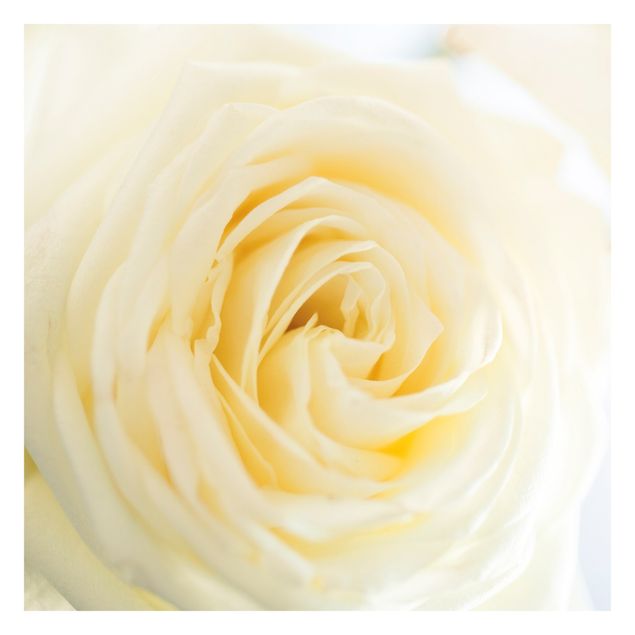 Fototapete selbstklebend White Rose