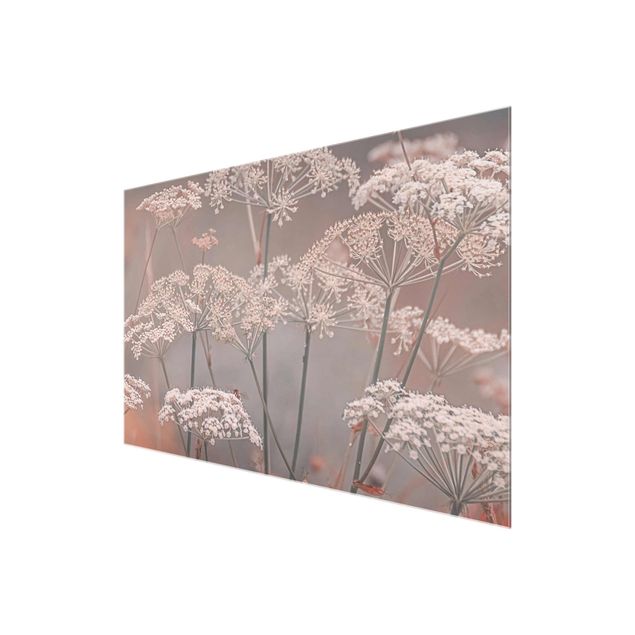 Glasbild - Wilde Doldenblüten - Querformat