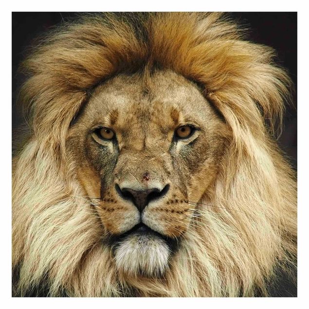 Fototapete - Wisdom of Lion