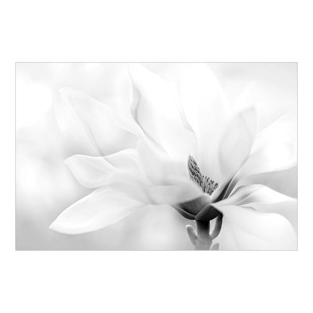 schöne Tapeten Zarte Magnolienblüte Schwarz-Weiß