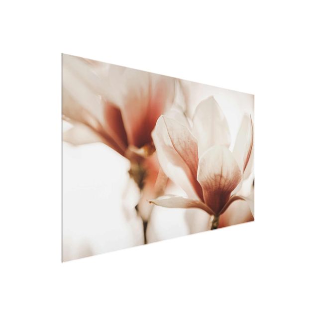 schöne Bilder Zarte Magnolienblüten im Lichtspiel