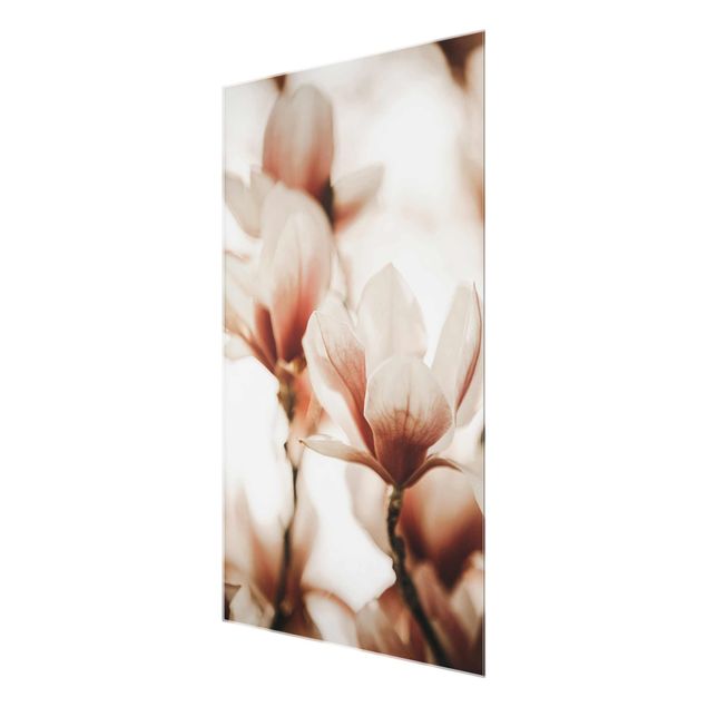 Glasbild - Zarte Magnolienblüten im Lichtspiel - Hochformat