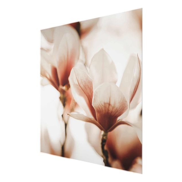 Glasbild - Zarte Magnolienblüten im Lichtspiel - Quadrat