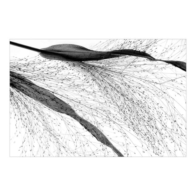 Fototapete Natur Zartes Schilf mit feinen Knospen Schwarz-Weiß
