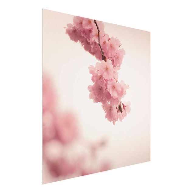 schöne Bilder Zartrosane Frühlingsblüte mit Bokeh