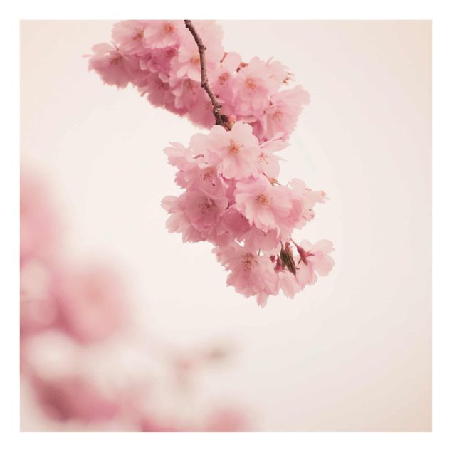 Glas Wandbilder Zartrosane Frühlingsblüte mit Bokeh