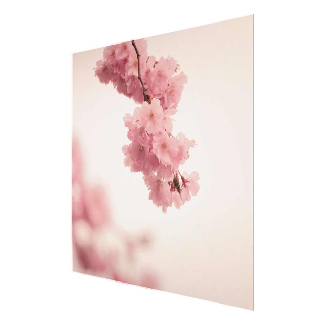 Glasbild - Zartrosane Frühlingsblüte mit Bokeh - Quadrat