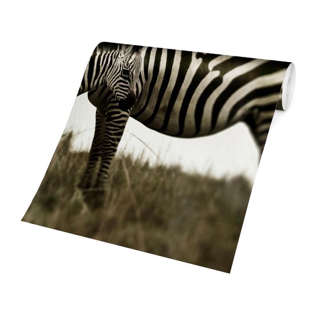 Fototapete selbstklebend Zebrapaar