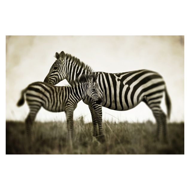 Fototapete - Zebrapaar