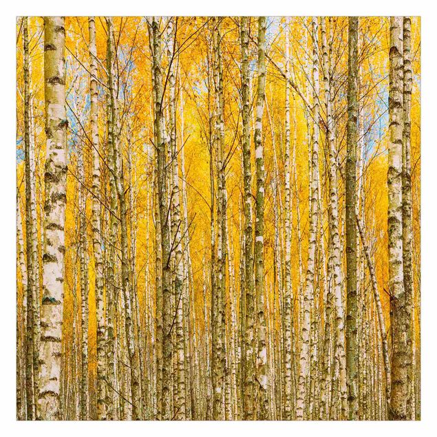 Fototapete selbstklebend Zwischen gelben Birken