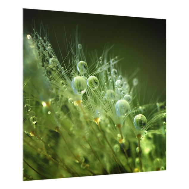 Glas Spritzschutz - Grüne Samen im Regen - Quadrat - 1:1