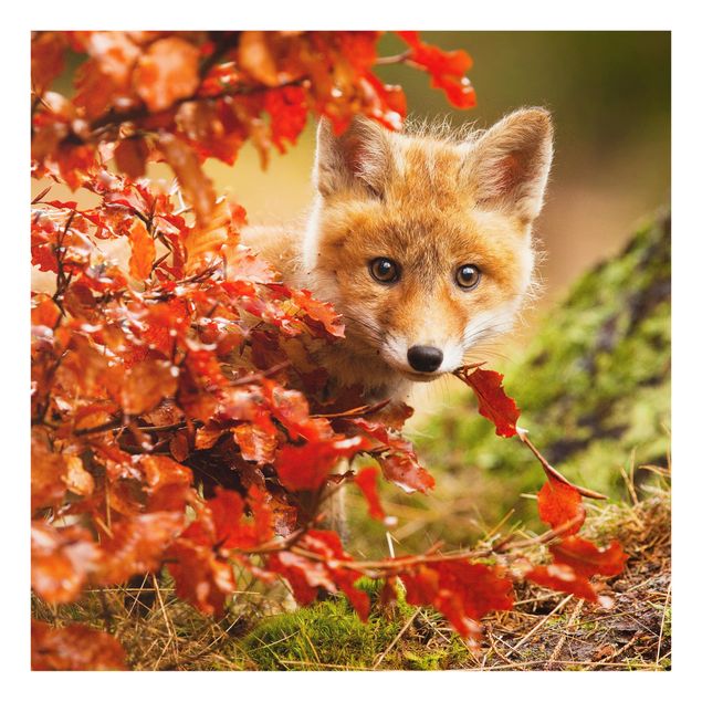 Spritzschutz Tiere Fuchs im Herbst