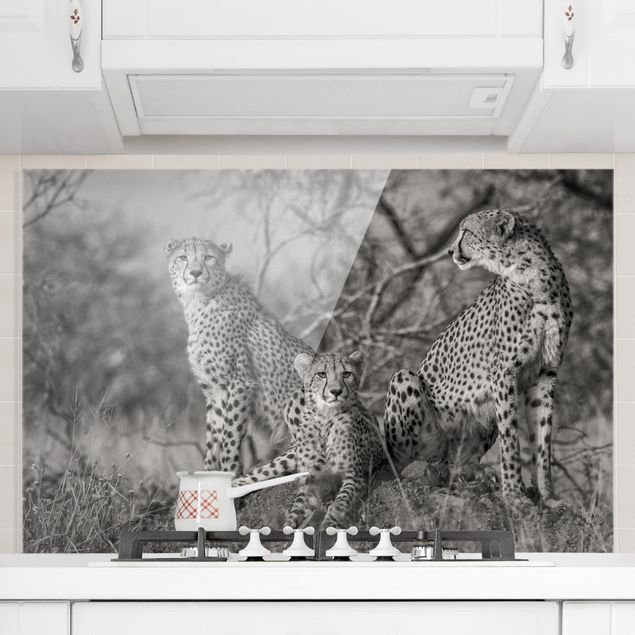 Spritzschutz Tiere Drei Geparden