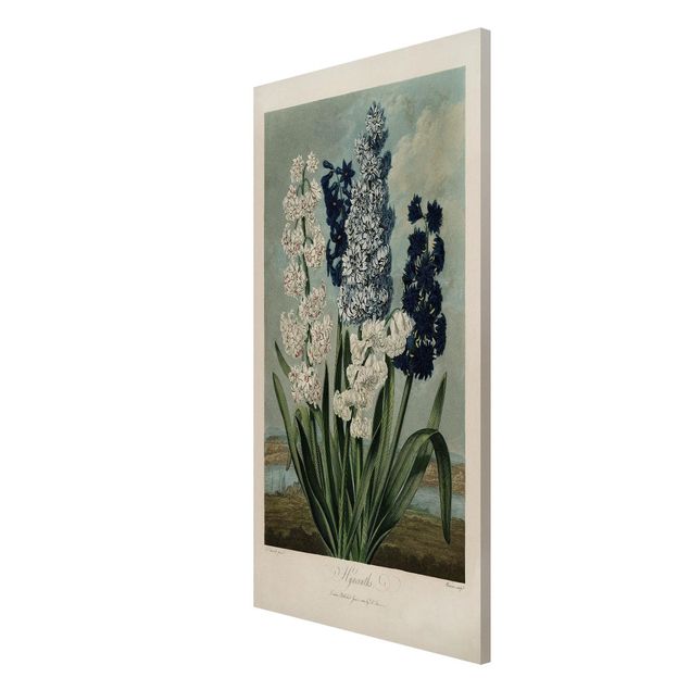 Magnettafel Motiv Botanik Vintage Illustration Blaue und weiße Hyazinthen