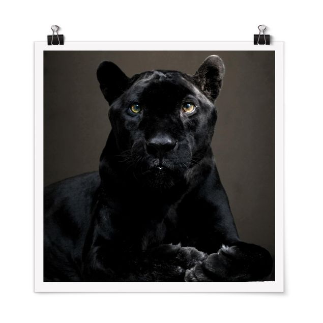 Poster - Black Puma - Quadrat 1:1