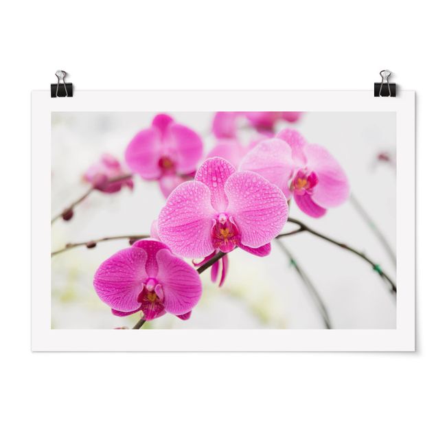 Bilder Nahaufnahme Orchidee